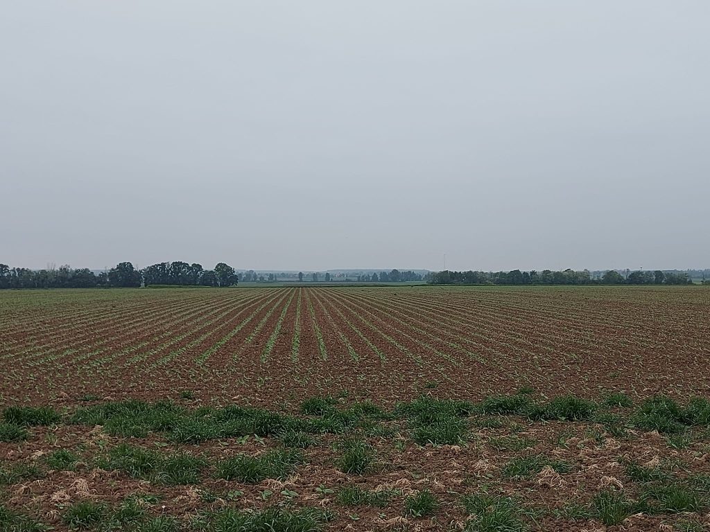 Szép sorok a határban